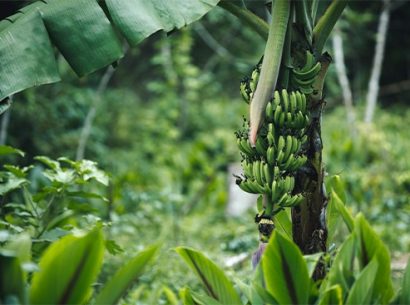 Les bananeraies des Antilles françaises