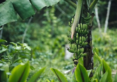 Les bananeraies des Antilles françaises