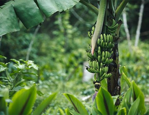 Les bananeraies des Antilles françaises