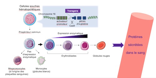 Schéma stratégie d’édition génomique visant à modifier les cellules souches hématopoïétiques