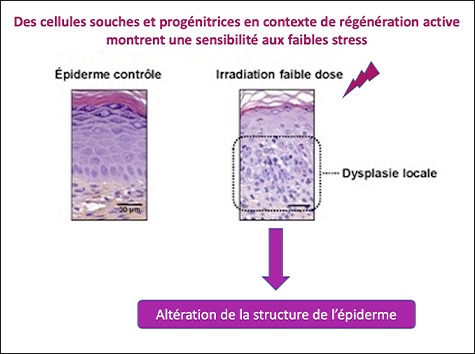 ©LRGK Cellules souches épidermiques faible irradiation