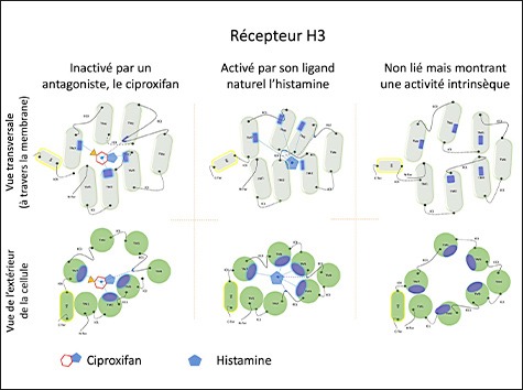 SABNP - Récepteur H3 de l'Histamine