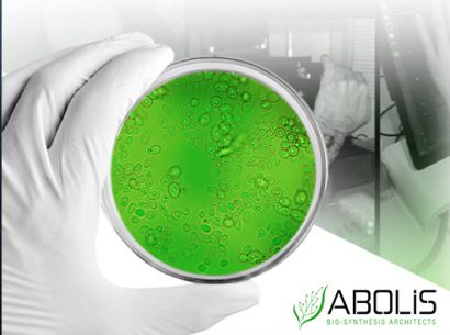 Abolis - culture cellulaire sur substrat vert