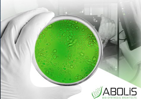 Abolis - culture cellulaire sur substrat vert