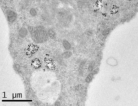 cellule vue par microscopie électronique