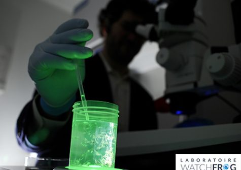 Dans le laboratoire Watchfrog - bioluminescence tétard