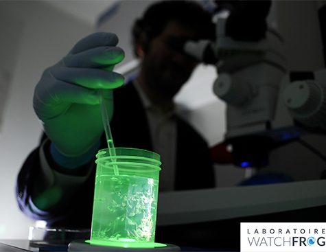 Dans le laboratoire Watchfrog - bioluminescence tétard