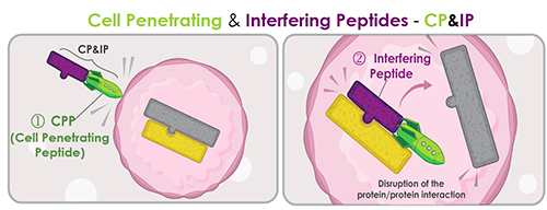 PEP-Therapy - Technology Cell Penetrating and Interfering Peptides