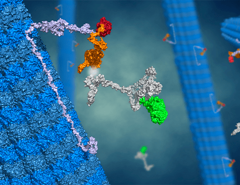 Illustration du principe de la technologie Microtubule bench