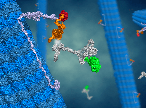 Illustration du principe de la technologie Microtubule bench