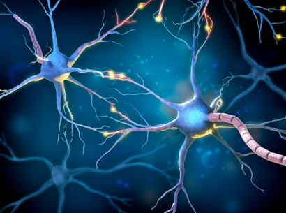 Représentation de neurones - cellules affectées par la CMT