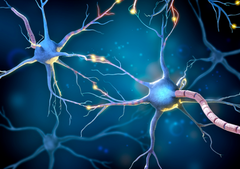 Représentation de neurones - cellules affectées par la CMT