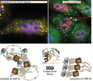 Illustration de TDP-43 dans son état soluble ou sous forme d’agrégats 