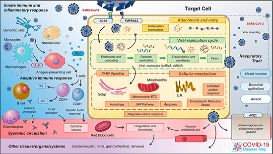 COVID19 Disease Map : Carte de l’ensemble des mécanismes moléculaires impliqués dans la maladie 
