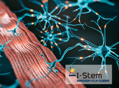 I-Stem, IPSEN et le LMN ont conçu un modèle cellulaire nerf-muscle