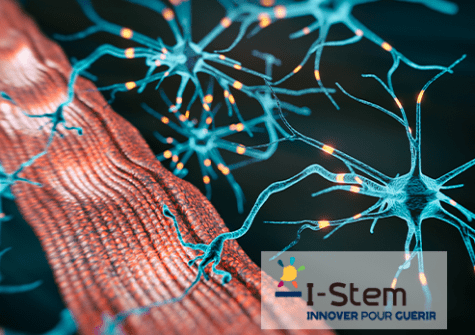 I-Stem, IPSEN et le LMN ont conçu un modèle cellulaire nerf-muscle