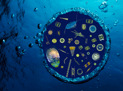 Couverture de la revue Cell Genomics - Le plancton