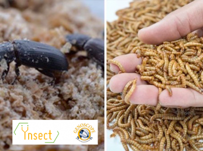 Ynsect & Genoscope : Vers la sélection génomique des insectes d’élevage