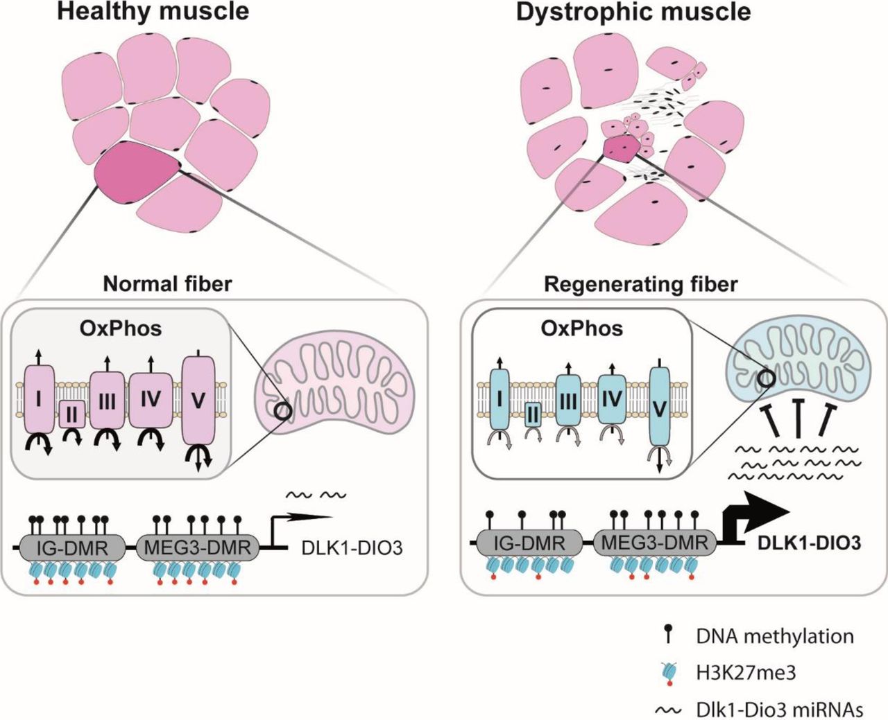 production de microARN DD et l’activité mitochondriale dans un des mécanismes de la myopathie de Duchenne