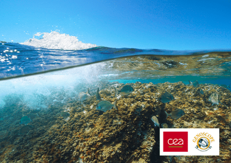 Genoscope : 5000 génomes marins des côtes françaises