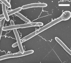 Clostridium phytofermentans