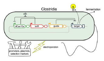 Une boîte à outils biotechnologiques adaptée aux bactéries Clostridia. UMR Metabolic Genomics - Genoscope