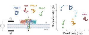 Lambe : Détection électrique du fibrinopeptide A et ses dérivés par nanopore