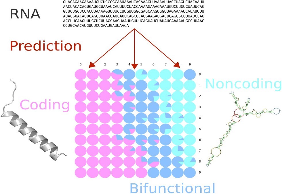 IRSOM 2: Graphical abstract