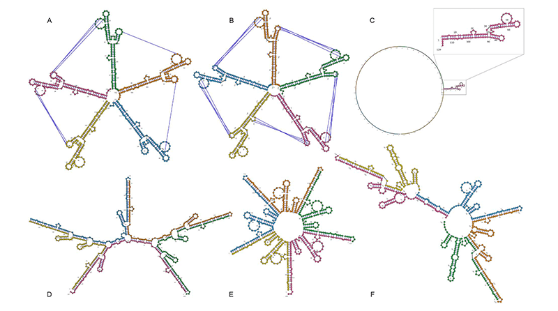Prédiction de structures des ARN de grande longueur avec l'outil C-RCPred 