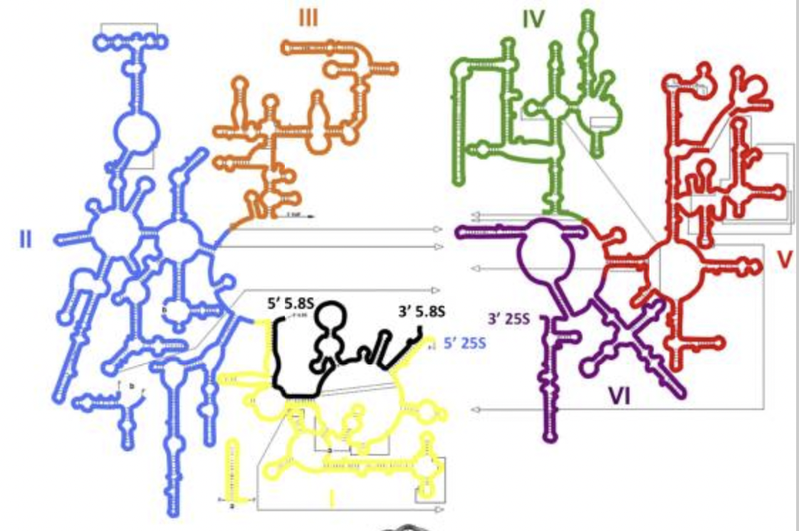 IBISC - Outil C-RCPred pour prédire la structure des complexes d'ARN