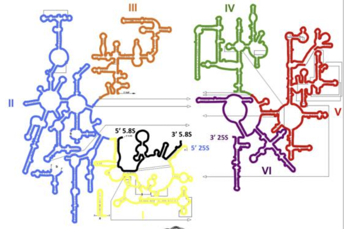 IBISC - C-RCPred tool to predict the structure for RNA complexes