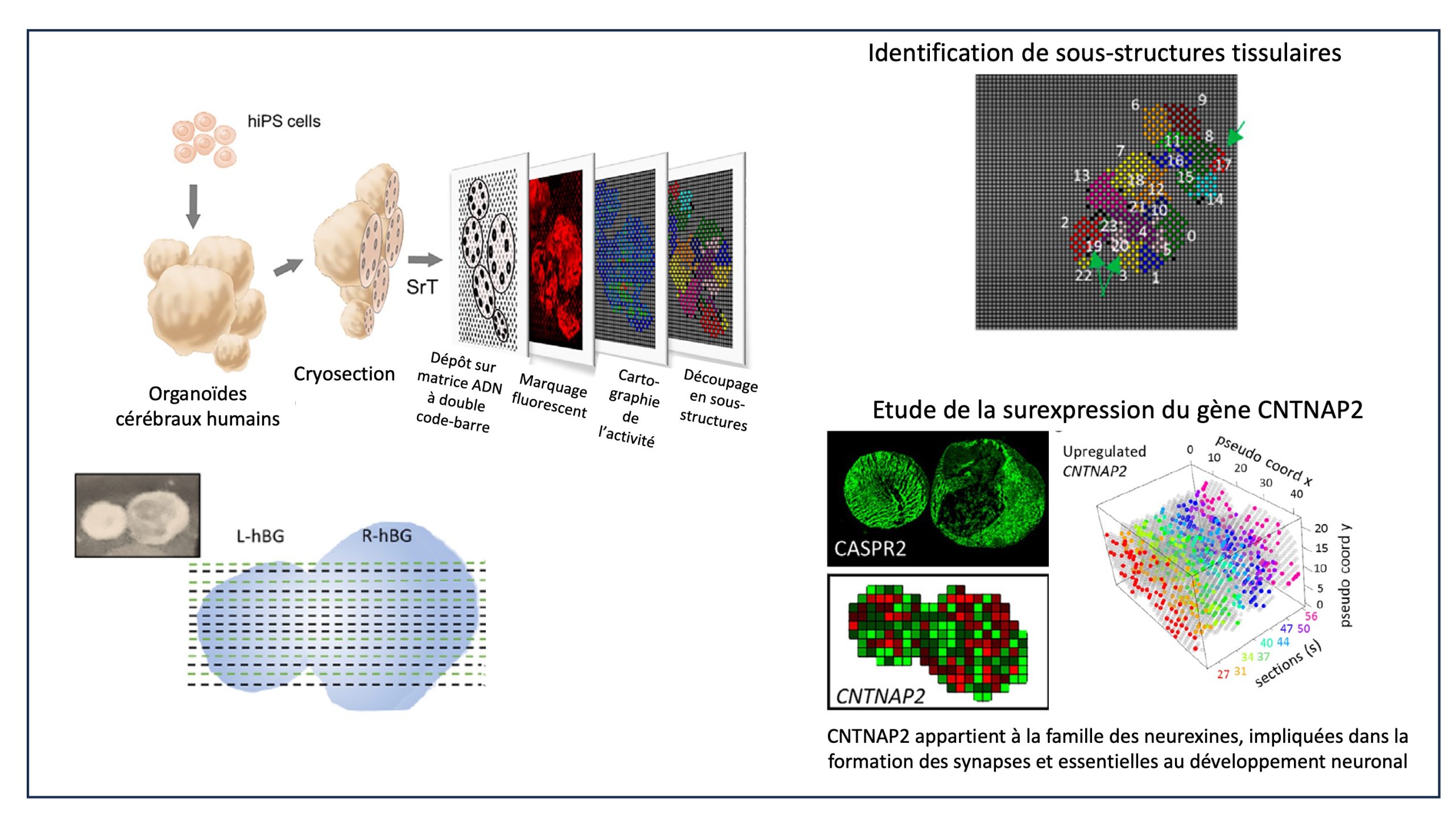 Equipe Sysfate - Cartographie 3D de l'activité des organes - image tridimensionnelle de la complexité des organoïdes humains