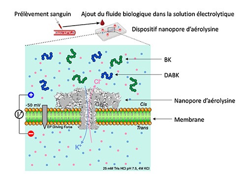 Protocole de la méthode du nanopore d’aérolysine pour la détection des kinines mis en place par le Lambe