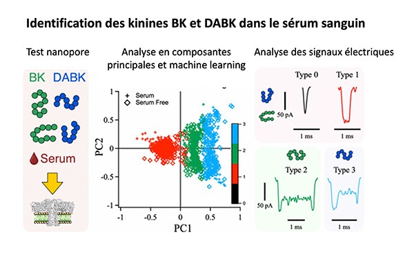 Schéma récapitulatif de la méthode d'identification des kinines BK et DABK dans le sérum sanguin via les nanopores - Lambe