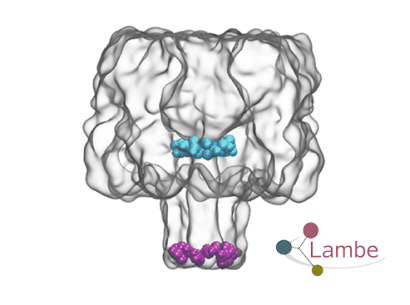 Visuel ©Lambe : Modélisation du nanopore d’α-hémolysine (Okyai et al., 2024)