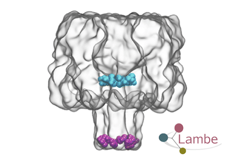 Visuel ©Lambe : Modélisation du nanopore d’α-hémolysine (Okyai et al., 2024)