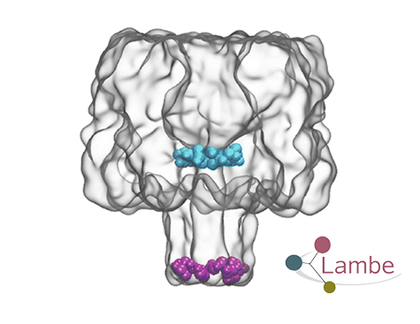 Visuel ©Lambe : Modélisation du nanopore d’α-hémolysine (Okyai et al., 2024)
