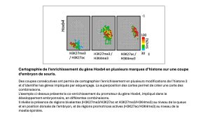 cartographie épigénomique a pointé un intérêt supplémentaire de la technologie : elle permet de cartographier plusieurs modifications d’histones 