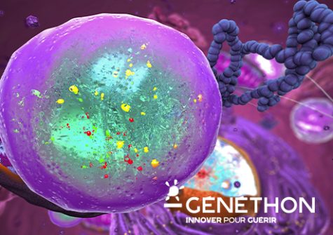 Actualité Généthon : Cibler les lysosomes pour améliorer le traitement de la myopathie de Duchenne