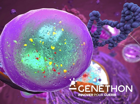 Actualité Généthon : Cibler les lysosomes pour améliorer le traitement de la myopathie de Duchenne