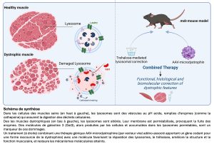 Cibler les lysosomes pour améliorer le traitement de la myopathie de Duchenne -- Schéma de Synthèse