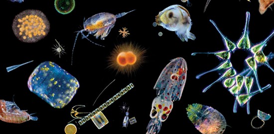 La diversité de la vie planctonique - Tara Océan - CNRS