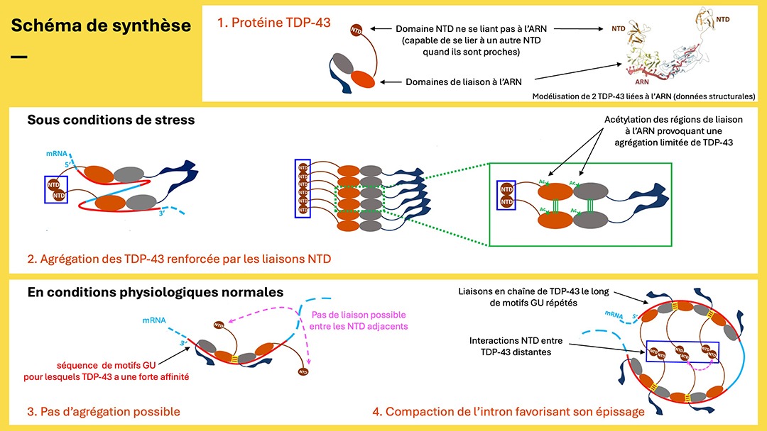 En conditions de stress, la protéine TDP-43 est plus susceptible que les autres protéines de s’agréger, et donc sa prévalence dans les pathologies neurodégénératives comme la maladie de Charcot