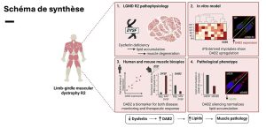 Schéma de Synthèse
-
DAB2, un biomarqueur et une cible thérapeutique prometteuse pour plusieurs dystrophies musculaires