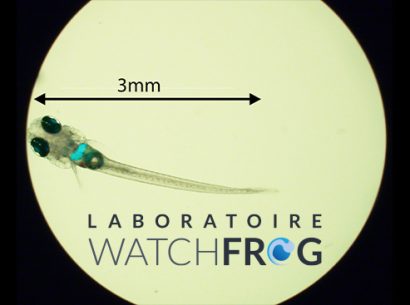 ©Watchfrog - alevin de 3mm qui fluoresce dans le foie en réponse aux perturbateurs des hormones féminines (œstrogènes)
