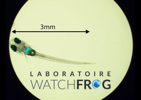 ©Watchfrog - alevin de 3mm qui fluoresce dans le foie en réponse aux perturbateurs des hormones féminines (œstrogènes)