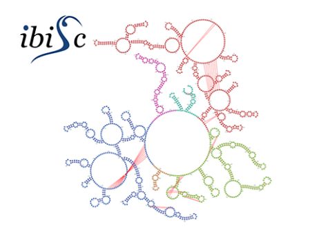 Schema de segmentation des ARN de grande taille obtenu avec DivideFold+, outil développé par les équipes de l'IBISC