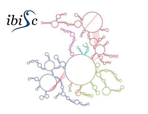Schema de segmentation des ARN de grande taille obtenu avec DivideFold+, outil développé par les équipes de l'IBISC