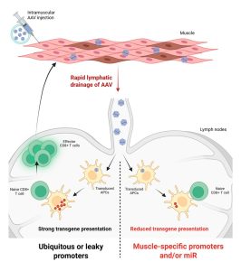 Schéma de synthèse : Mécanisme de la réponse immunitaire précoce aux vecteurs AAV en thérapie génique, avec comparaison entre promoteurs ubiquitaires et spécifiques du muscle. Septembre 2026